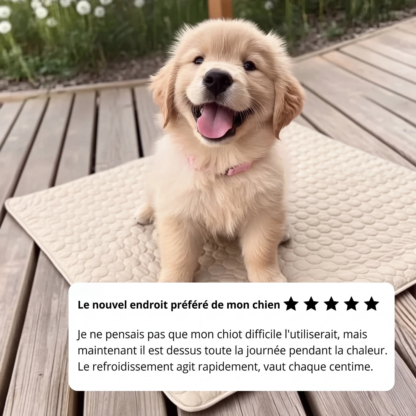 Tapis rafraîchissant Aurvys pour chien