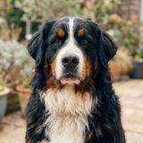 Daisy