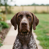 Rufus